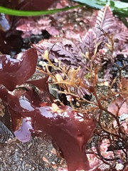 Eudendrium californicum