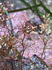 Eudendrium californicum