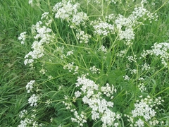 Anthriscus sylvestris