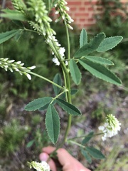 Melilotus albus