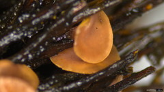Ciboria americana