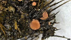 Ciboria americana