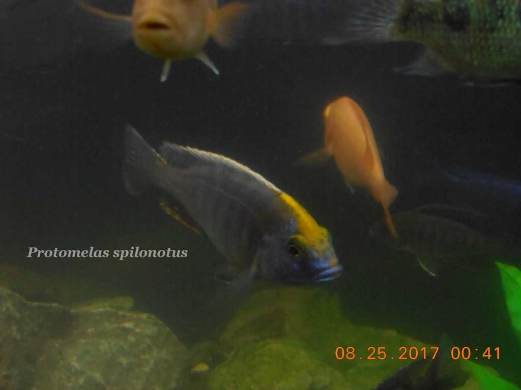 Haplochromis Taiwan Reef (Protomelas sp. 'steveni taiwan')