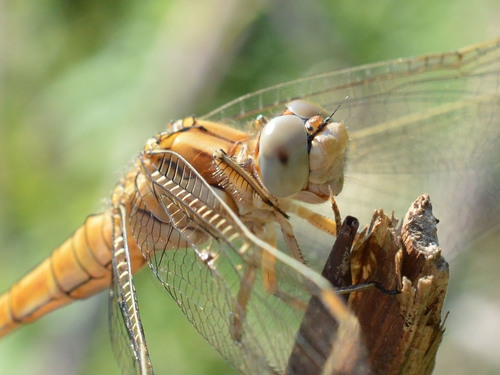 Southern Skimmer