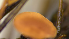 Ciboria americana