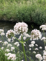 Valeriana officinalis sambucifolia