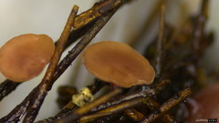 Ciboria americana