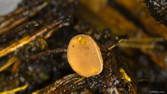 Ciboria americana