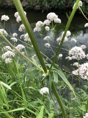 Valeriana officinalis sambucifolia