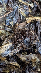 Ciboria americana