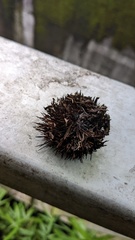 Ciboria americana