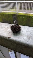 Ciboria americana