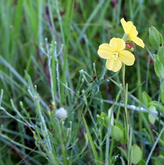 Ludwigia virgata