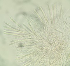 Ciboria americana