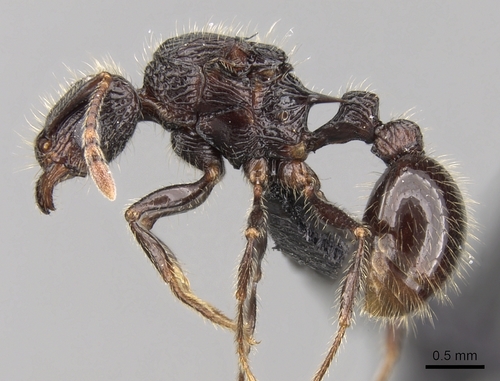 Tetramorium nazgulTetramorium nazgul