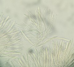Ciboria americana