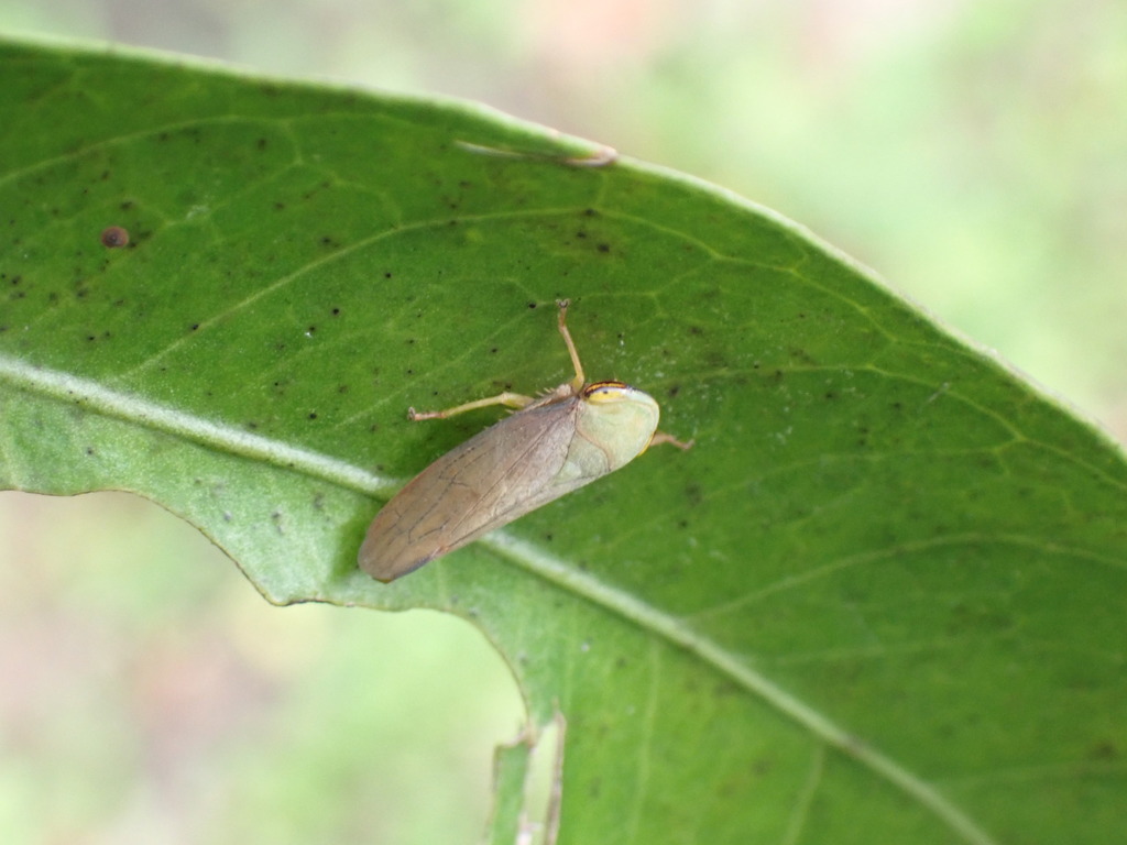 Tartessus ferrugineus from 台灣台中市北屯區 on June 15, 2022 at 03:26 PM by 林棋欽 ...