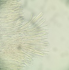 Ciboria americana