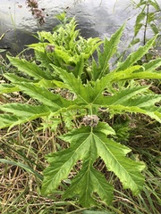 Heracleum mantegazzianum