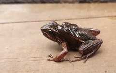 Leucostethus fraterdanieli