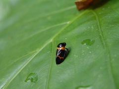 Cosmoscarta abdominalis