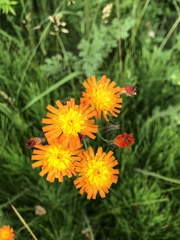Pilosella aurantiaca