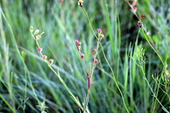 Ludwigia virgata