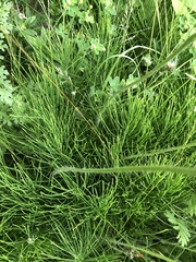 Pilosella aurantiaca