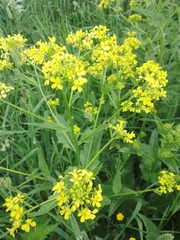 Bunias orientalis