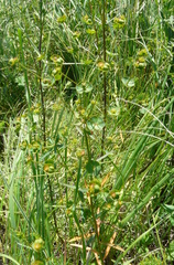 Euphorbia microcarpa