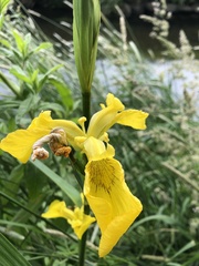 Iris pseudacorus