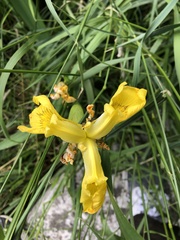 Iris pseudacorus