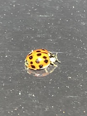 Hesperomyces harmoniae