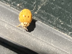 Hesperomyces harmoniae