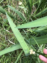 Iris pseudacorus