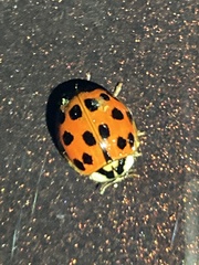 Hesperomyces harmoniae