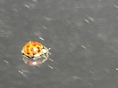 Hesperomyces harmoniae