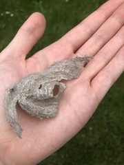 Dolichovespula media