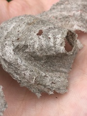 Dolichovespula media