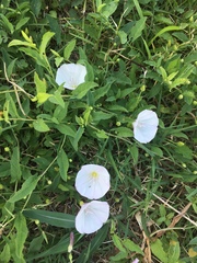 Convolvulus arvensis