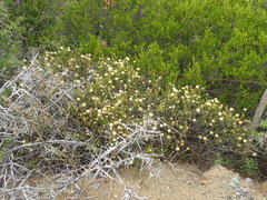 Pegolettia baccaridifolia