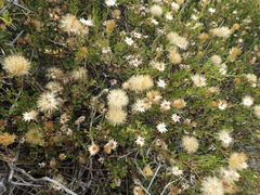 Pegolettia baccaridifolia