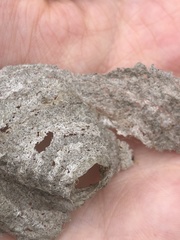 Dolichovespula media