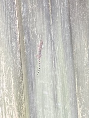 Hemidactylus turcicus