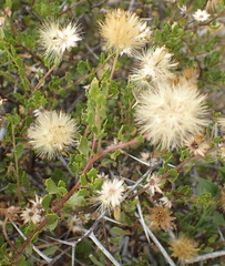 Pegolettia baccaridifolia
