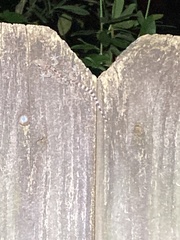 Hemidactylus turcicus