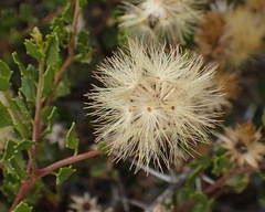 Pegolettia baccaridifolia