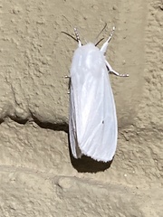 Spilosoma