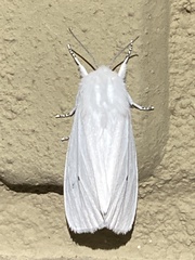 Spilosoma