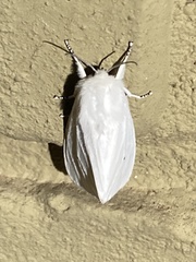 Spilosoma